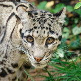 Snow Leopard