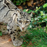 Snow Leopard