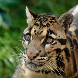 Snow Leopard