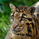 Snow Leopard