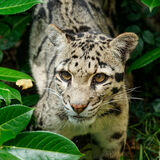 Snow Leopard