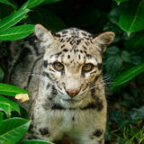 Snow Leopard