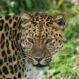 Amur Leopard