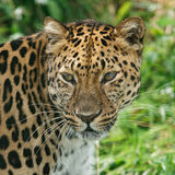 Amur Leopard