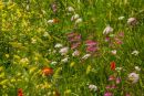 wildflowers near Sant'Antimo