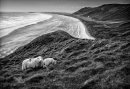 Clifftop Sheep Grazing