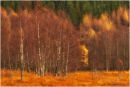 Autumn Birch Trees