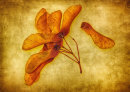 Sycamore Seeds Still Life