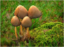 Fungi Group of Four