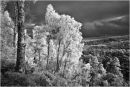 Glen Affric Treescape