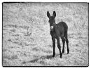 Little Donkey