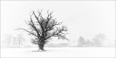 Tree in Snowstorm