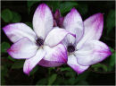 Pretty  Pair - Clematis