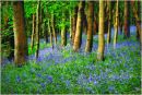 The Bluebell Wood