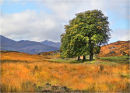 Trees in Glen Affric
