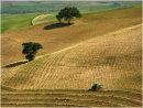 Tuscan Field 2