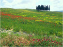 Tuscan Landscape 3