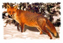Urban Fox