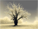 Wintry Tree 1