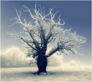 Wintry Tree 2