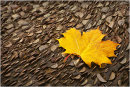 Autumnal Leaf on Money Log