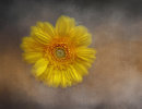 Yellow Flower in Mist