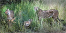 3 cheetahs in the rain