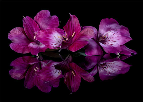 Alstromeria