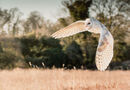 Barn owl in flight