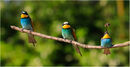 Bee-eaters