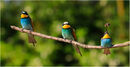 Bee eaters