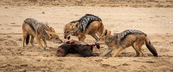 Black-backed Jackals feeding on Cape Seal Carcass