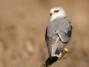 Black Shouldered Kite