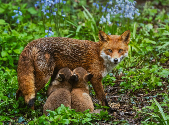 Breakfast in the bluebells