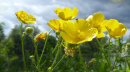 Buttercups