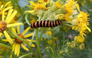 Cinnabar Moth Caterpillar on Ragwort