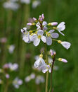 Cuckoo flower