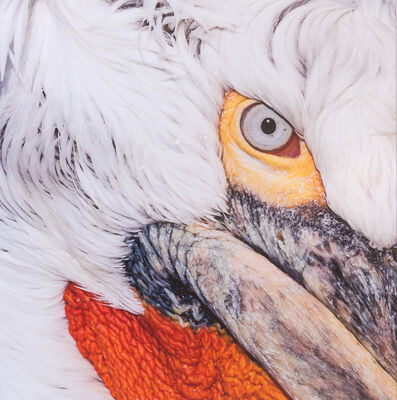 Dalmation pelican