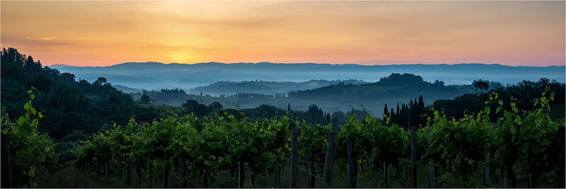 Early light over the Tuscany vineyard