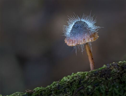 Fungi