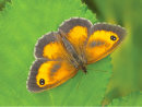 Gatekeeper On Bramble Leaf