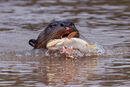 Giant river otter with fish