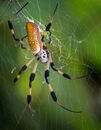Golden silk orb weavers spider