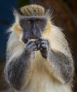 Green Monkey Feeding