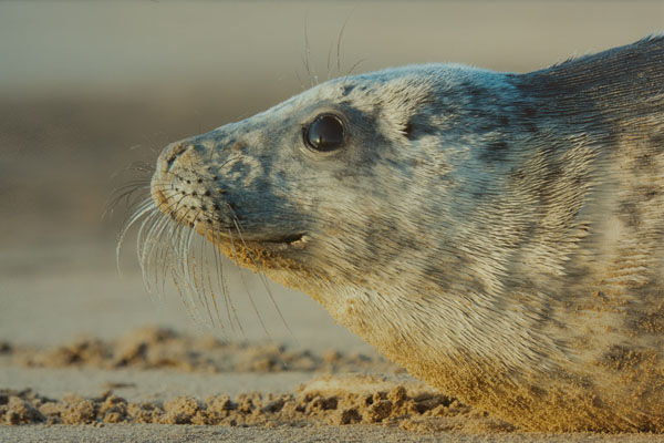 Grey seal