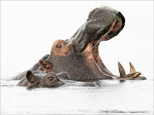 Hippos in the rain