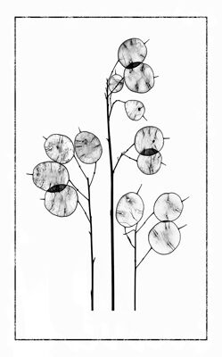 Honesty seedheads