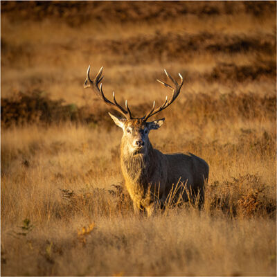Majestic Stag