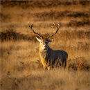 Majestic Stag