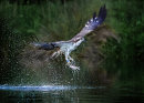 Osprey With Prey